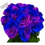 Сине-малиновые розы, Радужные розы